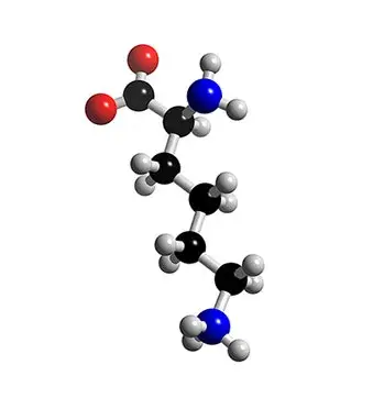L-lysine amino acid